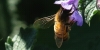 HoneyBee2 web (1)