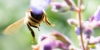 HoneyBee web (1)